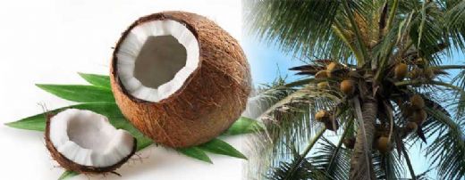 Hindistan Cevizi Nerede Yetişir?